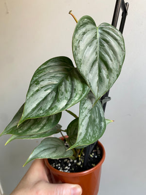 Philodendron sodiroi