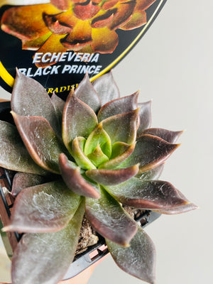 Echeveria cultivar - Black Prince